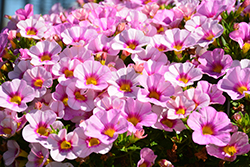 Hula Appleblossom Calibrachoa (Calibrachoa 'Hula Appleblossom') at Lakeshore Garden Centres