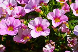 Hula Appleblossom Calibrachoa (Calibrachoa 'Hula Appleblossom') at Lakeshore Garden Centres
