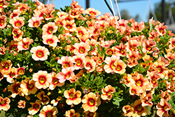 Hula Gold Calibrachoa (Calibrachoa 'Hula Gold') at Lakeshore Garden Centres