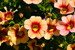 Hula Gold Calibrachoa (Calibrachoa 'Hula Gold') at Lakeshore Garden Centres
