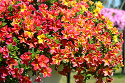 Aloha Nani Red Cartwheel Calibrachoa (Calibrachoa 'Aloha Nani Red Cartwheel') at Lakeshore Garden Centres