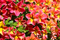 Aloha Nani Red Cartwheel Calibrachoa (Calibrachoa 'Aloha Nani Red Cartwheel') at Lakeshore Garden Centres