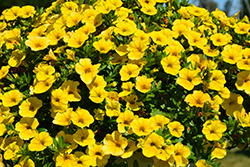 Aloha Nani Golden Girl Calibrachoa (Calibrachoa 'Aloha Nani Golden Girl') at Lakeshore Garden Centres