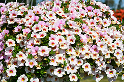 Aloha Kona Royal White Calibrachoa (Calibrachoa 'Aloha Kona Royal White') at Lakeshore Garden Centres