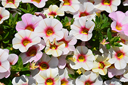 Aloha Kona Royal White Calibrachoa (Calibrachoa 'Aloha Kona Royal White') at Lakeshore Garden Centres