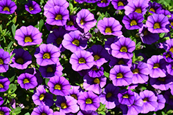 Noa Blue Legend Calibrachoa (Calibrachoa 'Noa Blue Legend') at Lakeshore Garden Centres