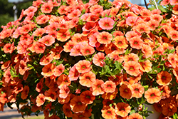 Lia Melon Calibrachoa (Calibrachoa 'Lia Melon') at Lakeshore Garden Centres