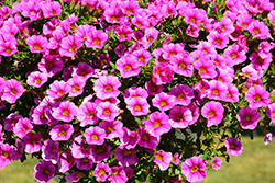 Colibri Pink Lace Calibrachoa (Calibrachoa 'Colibri Pink Lace') at Lakeshore Garden Centres