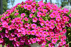 Colibri Fuchsia Calibrachoa (Calibrachoa 'Colibri Fuchsia') at Lakeshore Garden Centres
