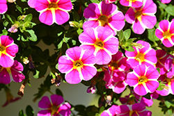 StarShine Pink Calibrachoa (Calibrachoa 'KLECA16346') at Lakeshore Garden Centres