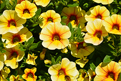 MiniFamous Neo Yellow Red Vein Calibrachoa (Calibrachoa 'MiniFamous Neo Yellow Red Vein') at Lakeshore Garden Centres