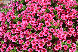 Colibri Cherry Lace Calibrachoa (Calibrachoa 'Colibri Cherry Lace') at Lakeshore Garden Centres
