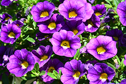 Colibri Plum Calibrachoa (Calibrachoa 'Colibri Plum') at Lakeshore Garden Centres