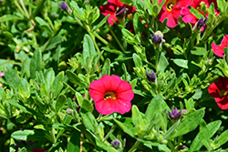 Noa Cherry Calibrachoa (Calibrachoa 'Noa Cherry') at Lakeshore Garden Centres