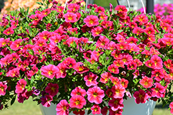 Aloha Cherry Cartwheel Calibrachoa (Calibrachoa 'Aloha Cherry Cartwheel') at Lakeshore Garden Centres