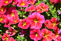 Aloha Cherry Cartwheel Calibrachoa (Calibrachoa 'Aloha Cherry Cartwheel') at Lakeshore Garden Centres
