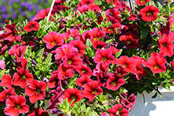 Aloha Nani Dark Red Calibrachoa (Calibrachoa 'Aloha Nani Dark Red') at Lakeshore Garden Centres