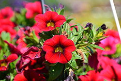 Aloha Nani Dark Red Calibrachoa (Calibrachoa 'Aloha Nani Dark Red') at Lakeshore Garden Centres