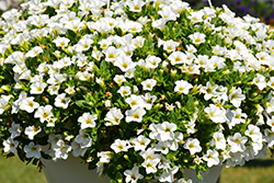 Aloha Nani White Calibrachoa (Calibrachoa 'Aloha Nani White') at Lakeshore Garden Centres