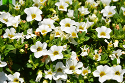 Aloha Nani White Calibrachoa (Calibrachoa 'Aloha Nani White') at Lakeshore Garden Centres