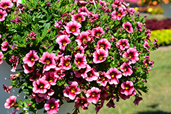 Hula Hot Pink Calibrachoa (Calibrachoa 'Hula Hot Pink') at Lakeshore Garden Centres