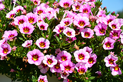 Hula Pastel Pink Calibrachoa (Calibrachoa 'Hula Pastel Pink') at Lakeshore Garden Centres