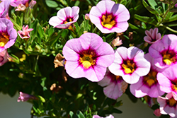 Hula Pastel Pink Calibrachoa (Calibrachoa 'Hula Pastel Pink') at Lakeshore Garden Centres