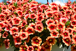 Hula Orange Calibrachoa (Calibrachoa 'Hula Orange') at Lakeshore Garden Centres