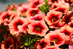 Hula Orange Calibrachoa (Calibrachoa 'Hula Orange') at Lakeshore Garden Centres