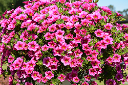 Aloha Cranberry Calibrachoa (Calibrachoa 'Aloha Cranberry') at Lakeshore Garden Centres