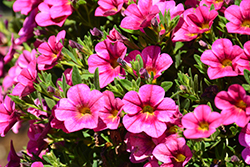 Aloha Cranberry Calibrachoa (Calibrachoa 'Aloha Cranberry') at Lakeshore Garden Centres