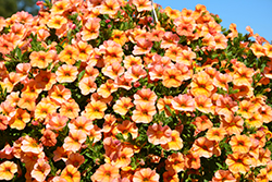 Noa Peach Calibrachoa (Calibrachoa 'Noa Peach') at Lakeshore Garden Centres