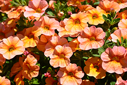 Noa Peach Calibrachoa (Calibrachoa 'Noa Peach') at Lakeshore Garden Centres