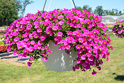 Noa Dark Pink Carnival Calibrachoa (Calibrachoa 'Noa Dark Pink Carnival') at Lakeshore Garden Centres