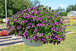 Colibri Purple Lace Calibrachoa (Calibrachoa 'Colibri Purple Lace') at Lakeshore Garden Centres