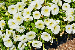 Success! Yellow Chiffon Petunia (Petunia 'Success! Yellow Chiffon') at Lakeshore Garden Centres