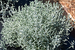 Bed Head Cushion Bush (Calocephalus brownii 'Bed Head') at Lakeshore Garden Centres
