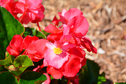 Whopper Rose Green Leaf Begonia (Begonia 'Whopper Rose Green Leaf') at Lakeshore Garden Centres
