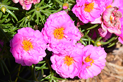 Stopwatch Rose Portulaca (Portulaca grandiflora 'Stopwatch Rose') at Lakeshore Garden Centres