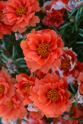 Stopwatch Scarlet Portulaca (Portulaca grandiflora 'Stopwatch Scarlet') at Lakeshore Garden Centres