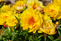Stopwatch Yellow Portulaca (Portulaca grandiflora 'Stopwatch Yellow') at Lakeshore Garden Centres