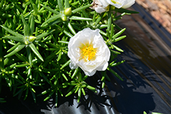 Stopwatch White Portulaca (Portulaca grandiflora 'Stopwatch White') at Lakeshore Garden Centres