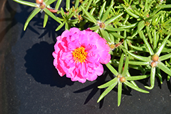 Stopwatch Fuchsia Portulaca (Portulaca grandiflora 'Stopwatch Fuchsia') at Lakeshore Garden Centres