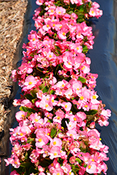 Sprint Plus Pink Begonia (Begonia 'Sprint Plus Pink') at Lakeshore Garden Centres