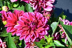 LaBella Grande Purple Dahlia (Dahlia 'LaBella Grande Purple') at Lakeshore Garden Centres