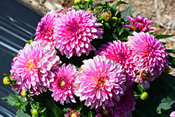 Labella Grande Dark Pink Dahlia (Dahlia 'Labella Grande Dark Pink') at Lakeshore Garden Centres