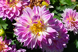Labella Grande Rose Dahlia (Dahlia 'Labella Grande Rose') at Lakeshore Garden Centres
