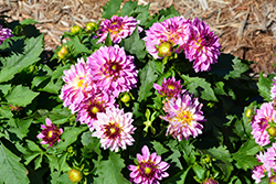 Labella Grande Rose Dahlia (Dahlia 'Labella Grande Rose') at Lakeshore Garden Centres