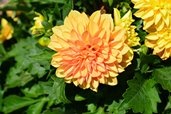 Labella Grande Yellow Dahlia (Dahlia 'Labella Grande Yellow') at Lakeshore Garden Centres