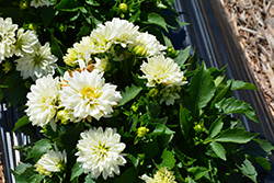 Labella Grande White Dahlia (Dahlia 'Labella Grande White') at Lakeshore Garden Centres